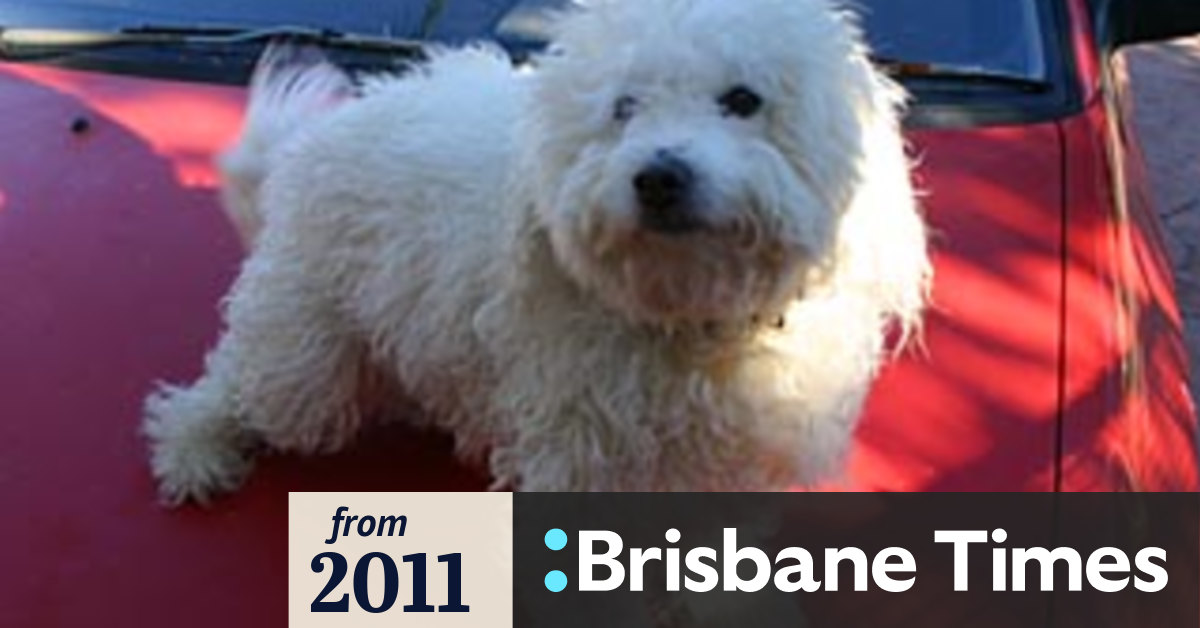 Dog's two day ordeal in wheelie bin